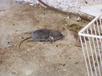another dead rat
